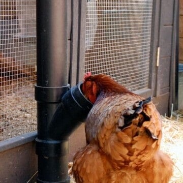 Winterize a chicken coop. 6 easy steps to keeping your chickens warm.