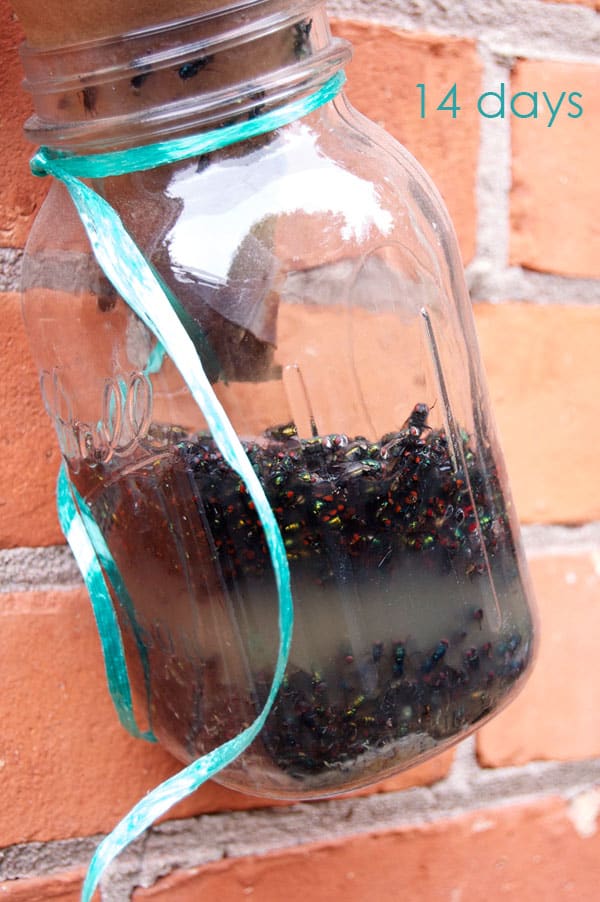 DIY Homemade Fly Trap. |The Art of 