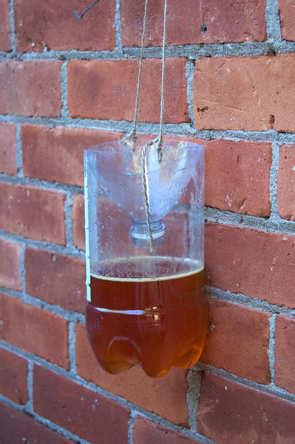 Homemade fly trap hanging on red exterior brick wall showing no flies in it because the wrong bait is used.