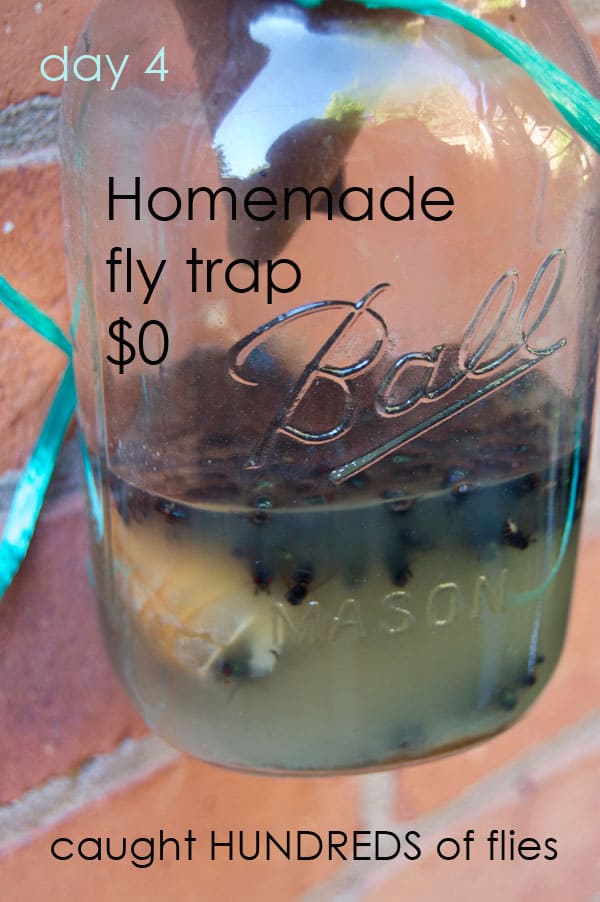 vinegar house fly trap