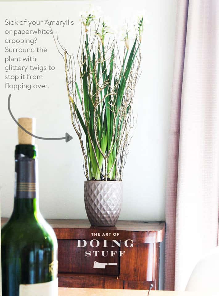 Gold sparkle branches surrounding paper white flowers to keep them from flopping over.