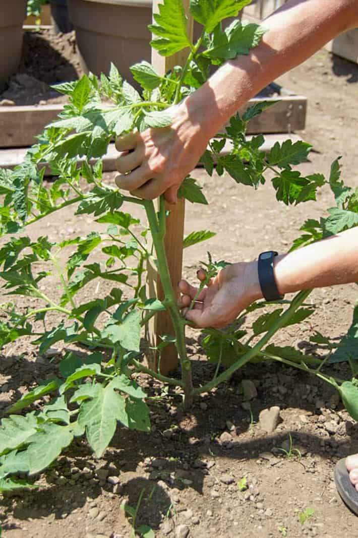 Snappping off a sucker between the main stem and leaf of a tomato plant.