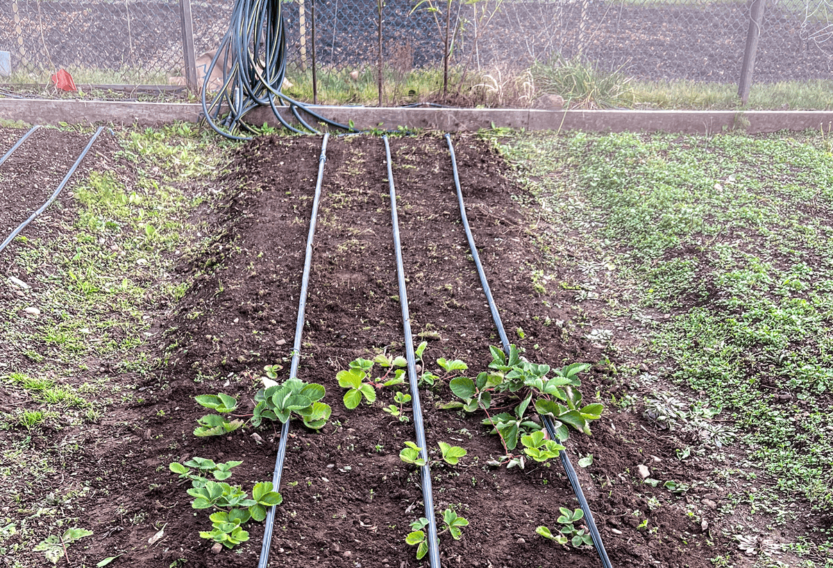 Raised soil garden bed in November in zone 6 with strawberries growing.