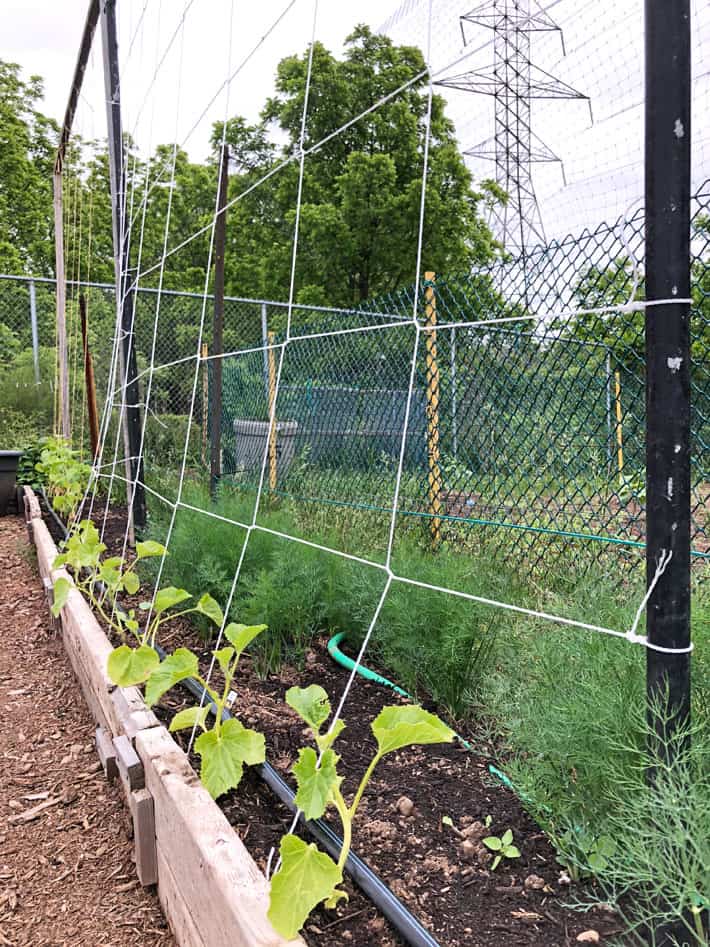 Homemade trellis using netting and T posts.
