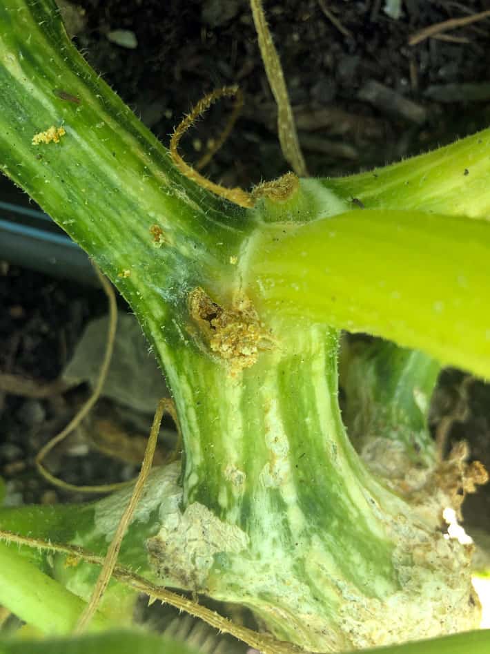 How To Remove Prevent And Control Squash Vine Borers   Vine Borer Hole 