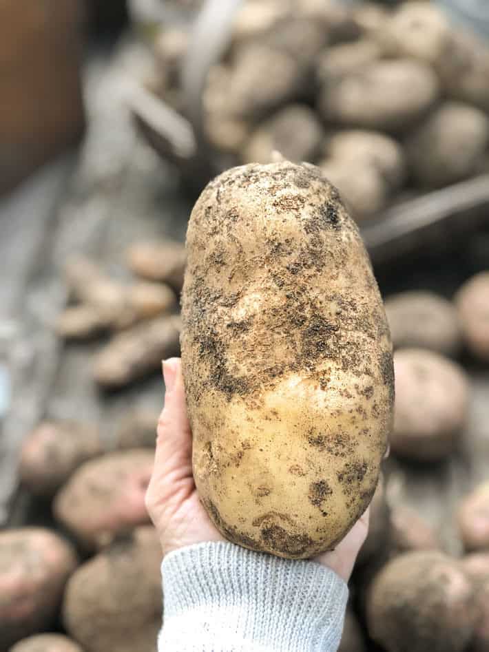Rsvp Jumbo Potato Ricer