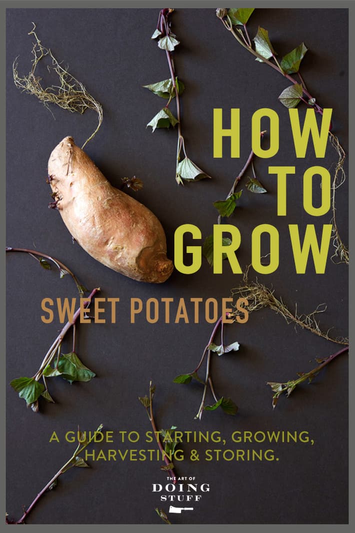 Yam Or Sweet Potato - How Do You Know Which Is Which? - Farmers' Almanac -  Plan Your Day. Grow Your Life.
