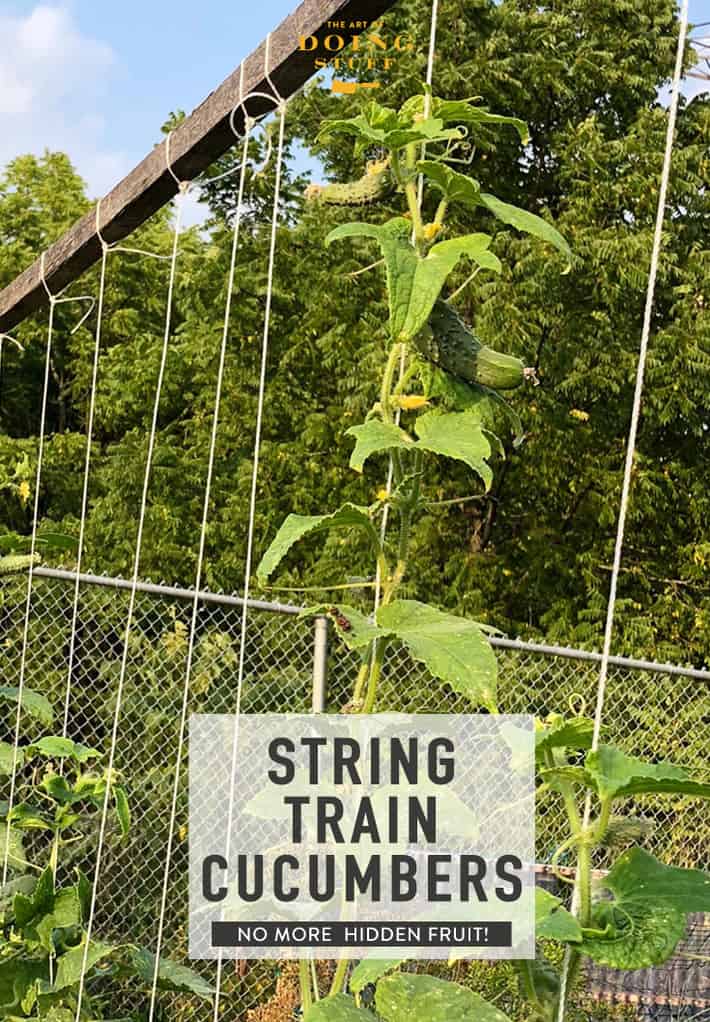 How to String Train Cucumbers for less disease and easier harvesting.