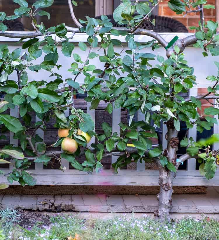 7 year old apple espalier with fruit.