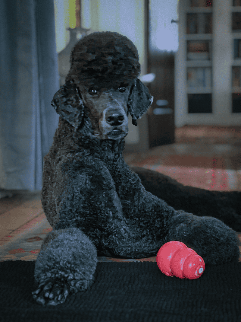 Frozen Treat Screw Ball Dog Toy