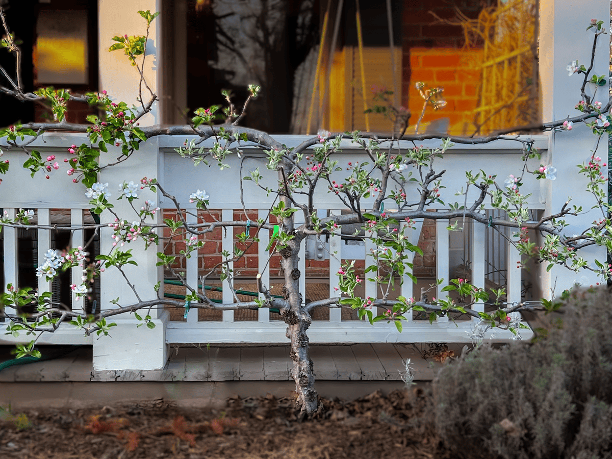 An 8 year old espaliered apple tree in bloom.