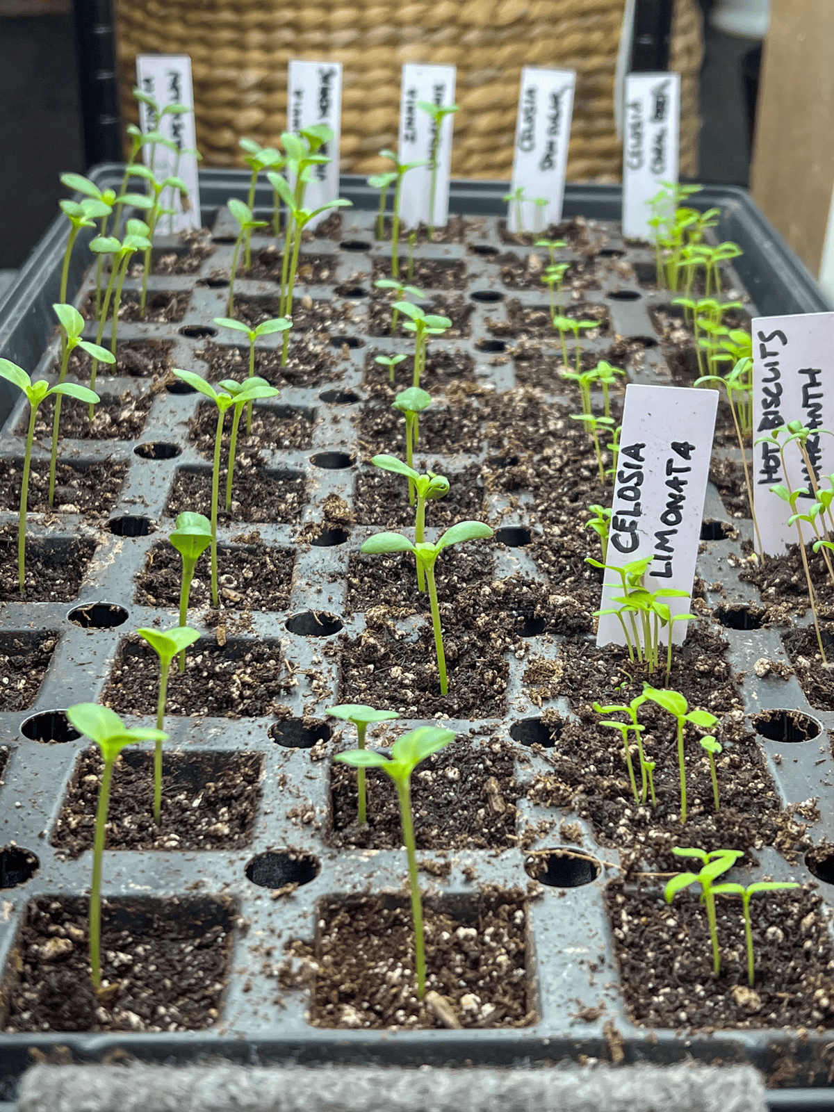 Floret zinnia and celosia collection seedlings sprouted under lights.