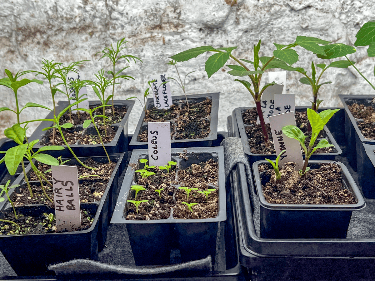 Green hairy balls, coleus and dahlia seedlings under lights.