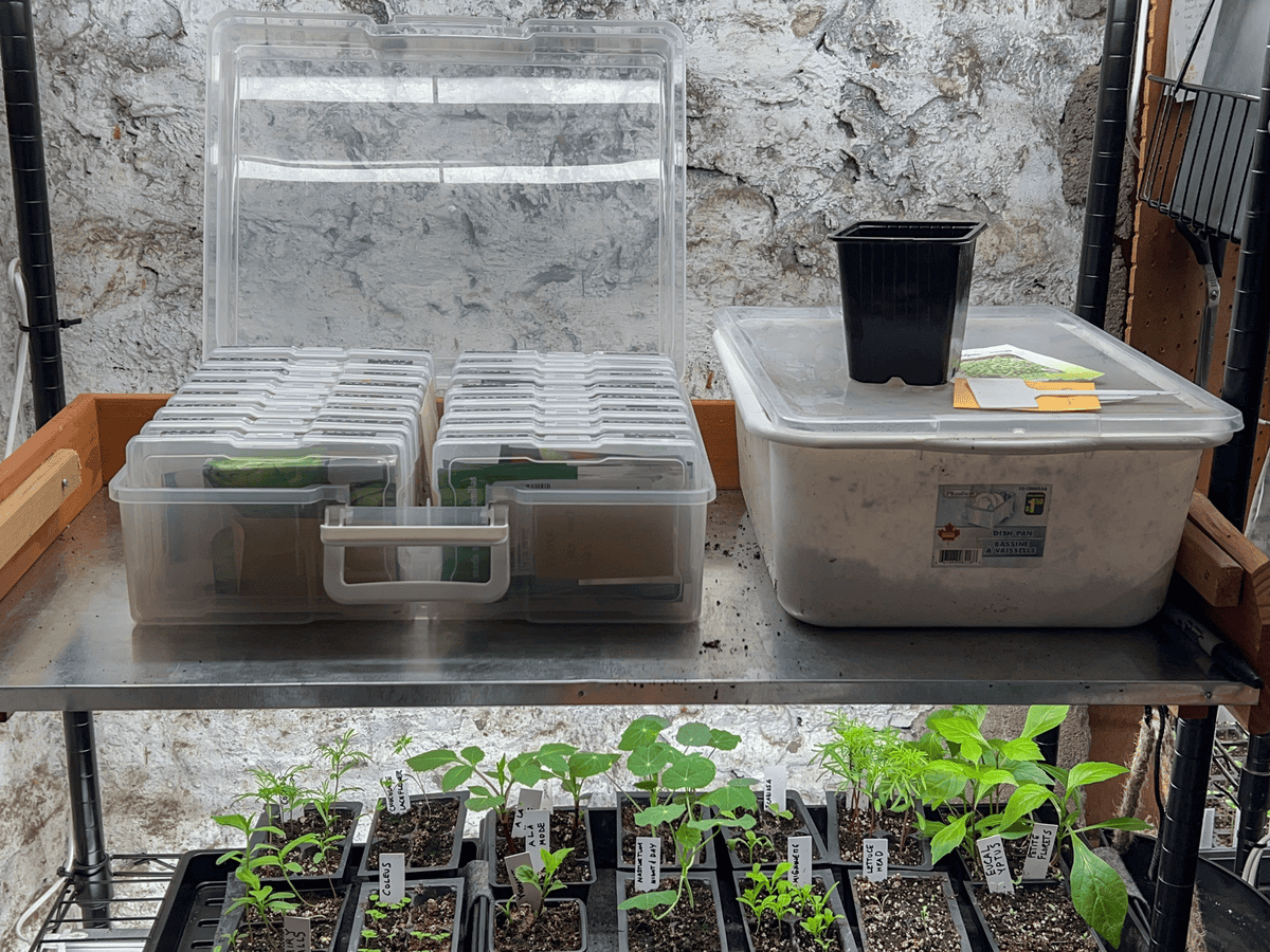 The Art of Doing stuff seed starting station with seed case, bin or soil and seedlings under lights.