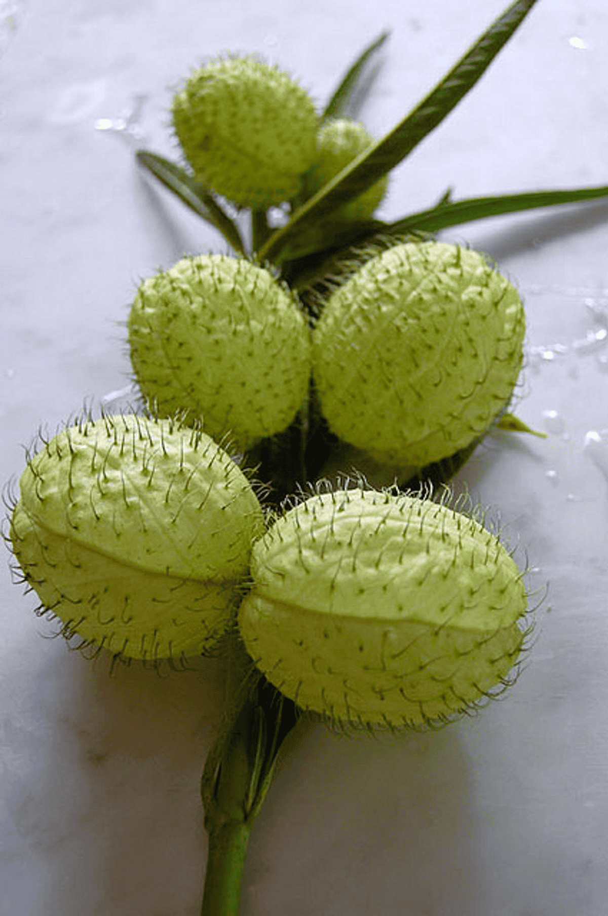 Green hairy balls flowers on marble countertop.