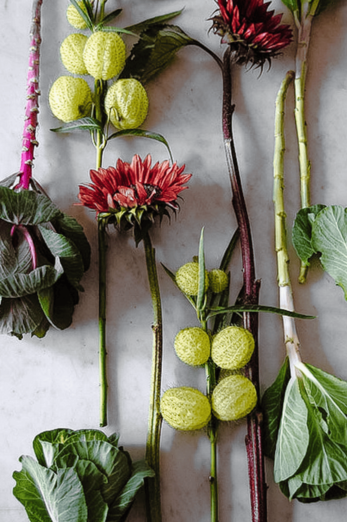 Stems of flowers including green hairy balls, sunflowers and cabbage.