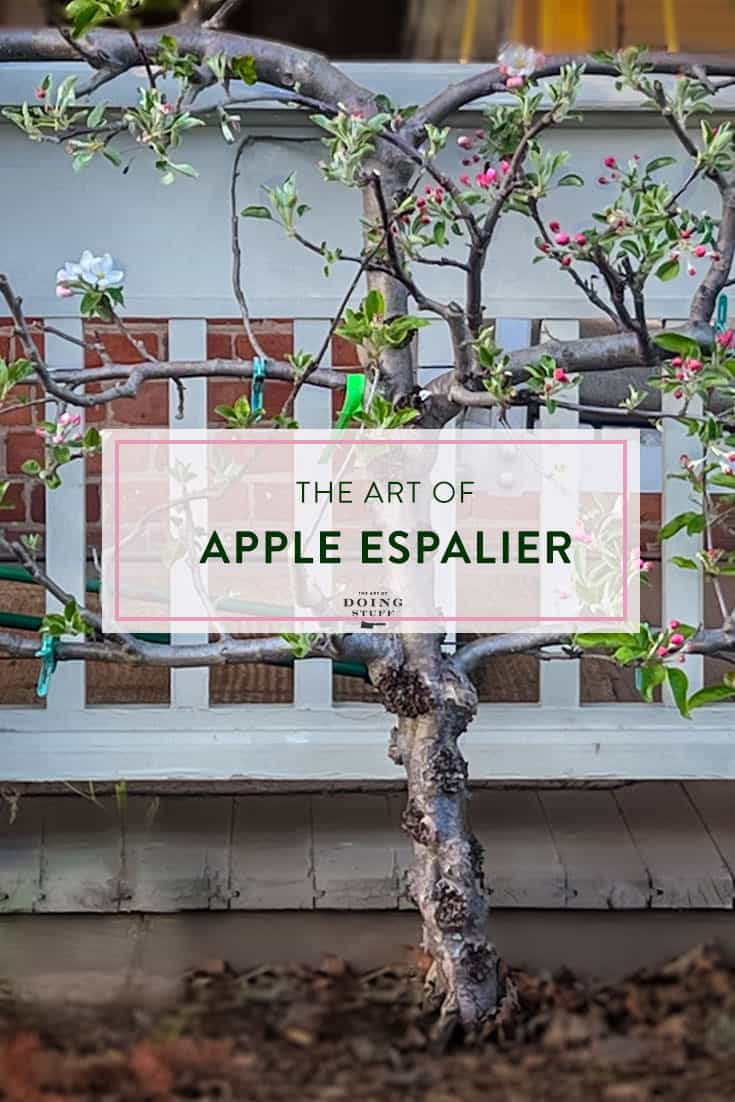 Growing a Flat Apple Tree: The Art of Espalier