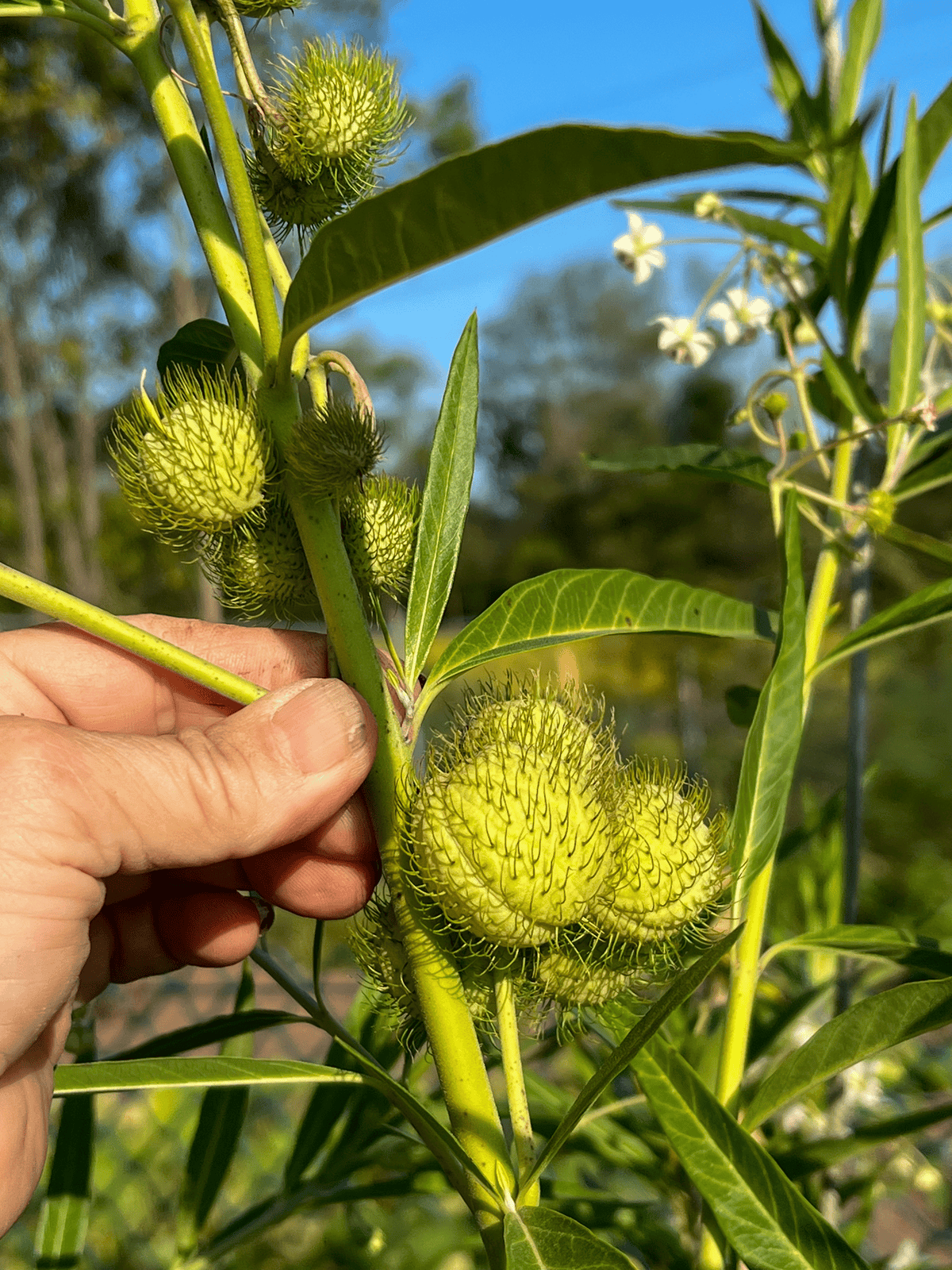 Nearly mature balloon flowers growing on plant in garden.