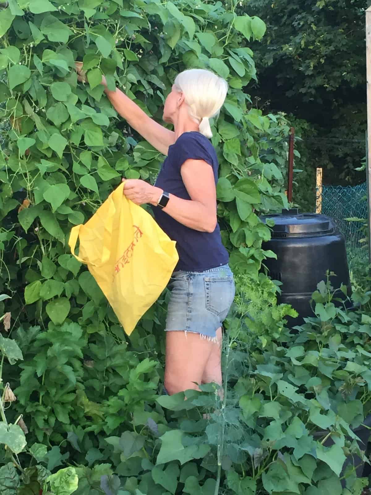 Karen Bertelsen picking from a mammoth wall of green beans.