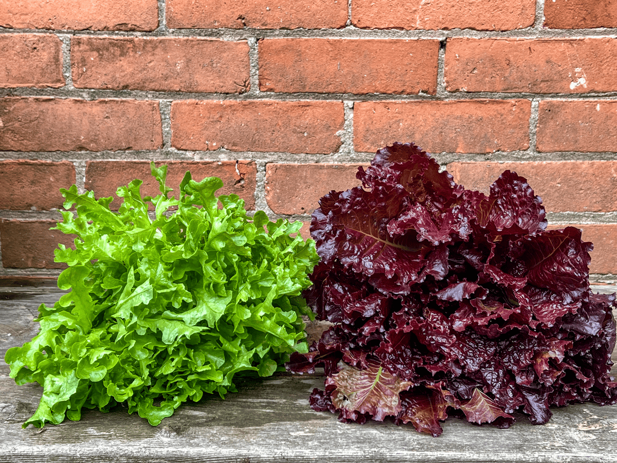 2 heads of lettuce, one green and one red laid on a wood bench in front of a red brick wall.