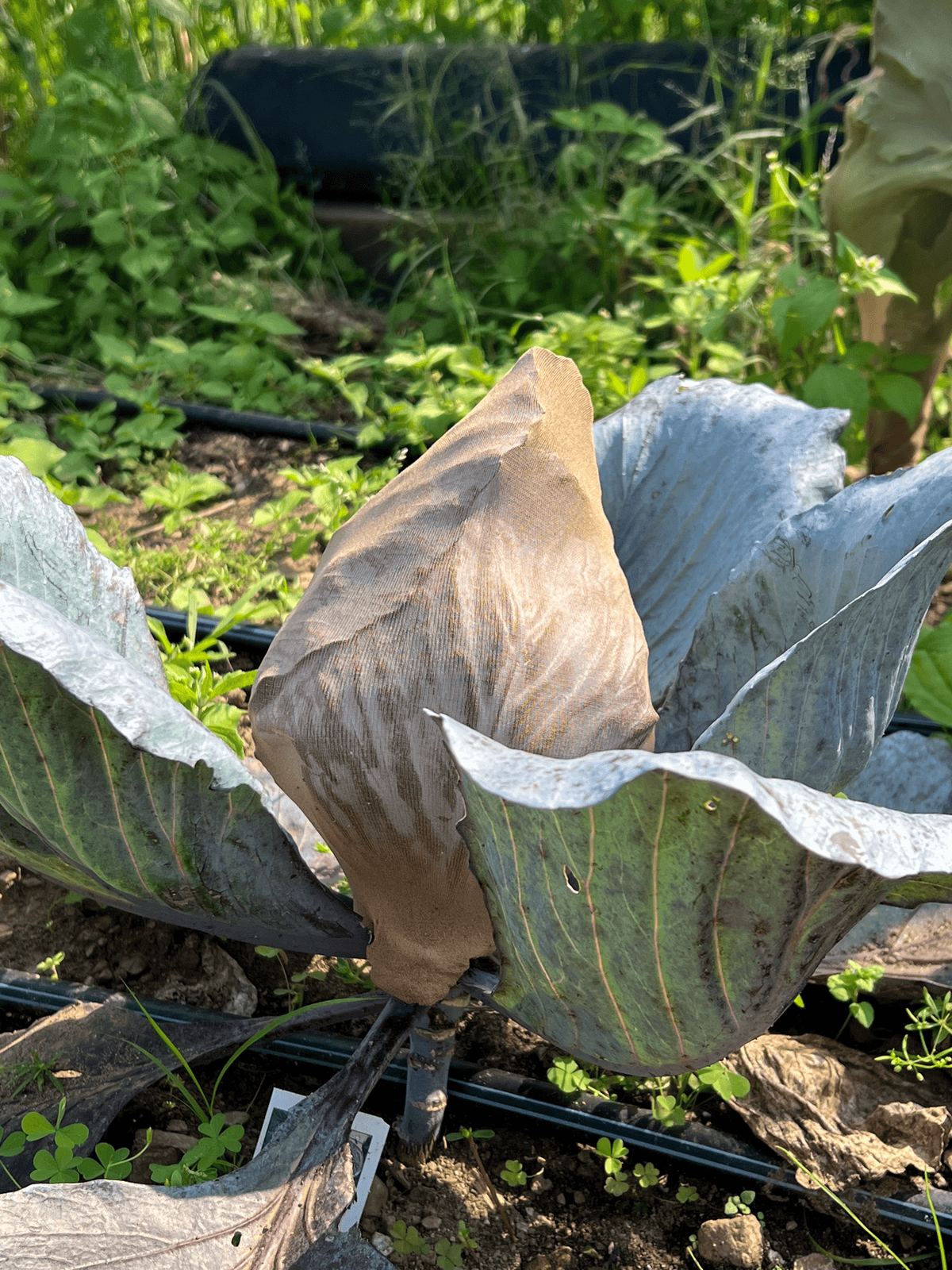 Red cabbage with a knee high stocking covering it to protect it from  cabbage moths in the garden.