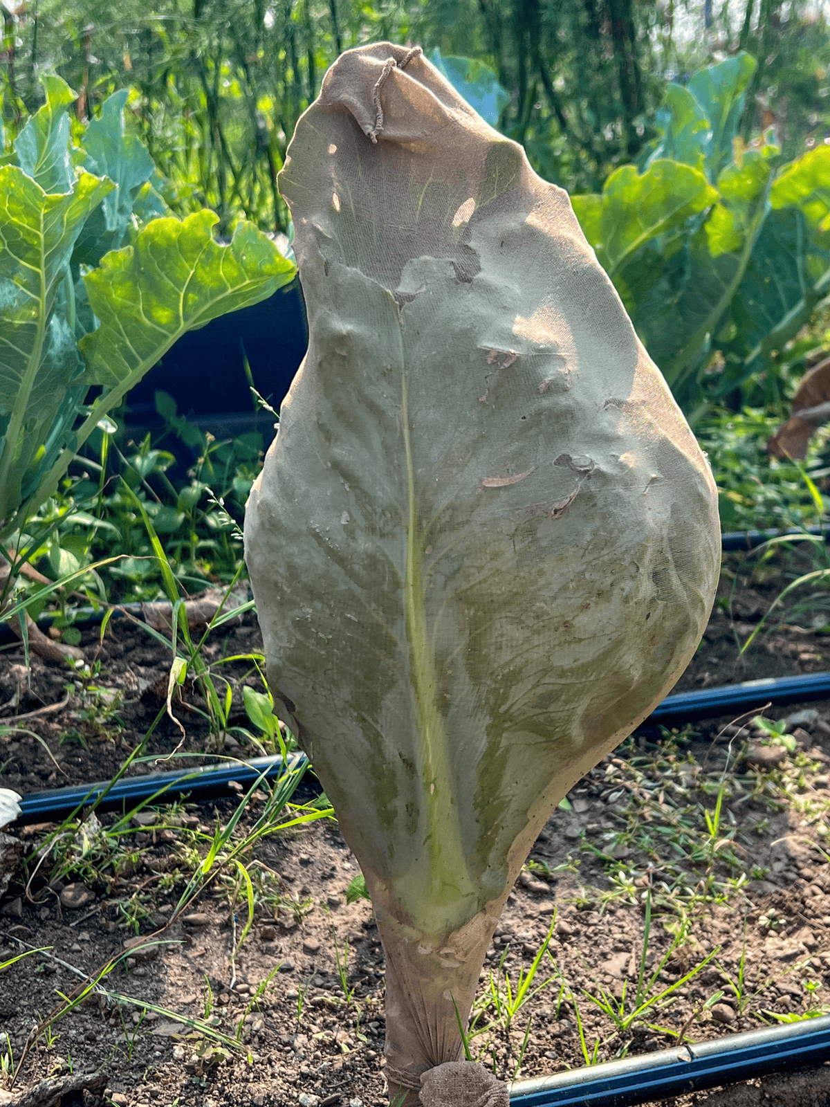 Green cabbage protected from cabbage moth caterpillars with a knee high stocking.