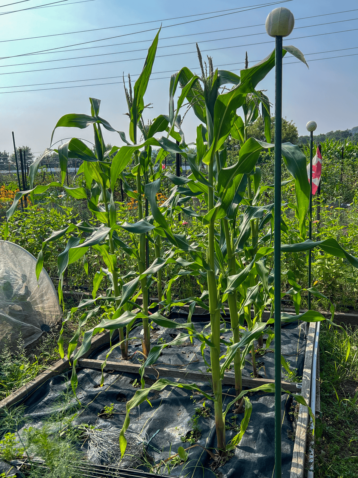 Small corn patch in raised bed.