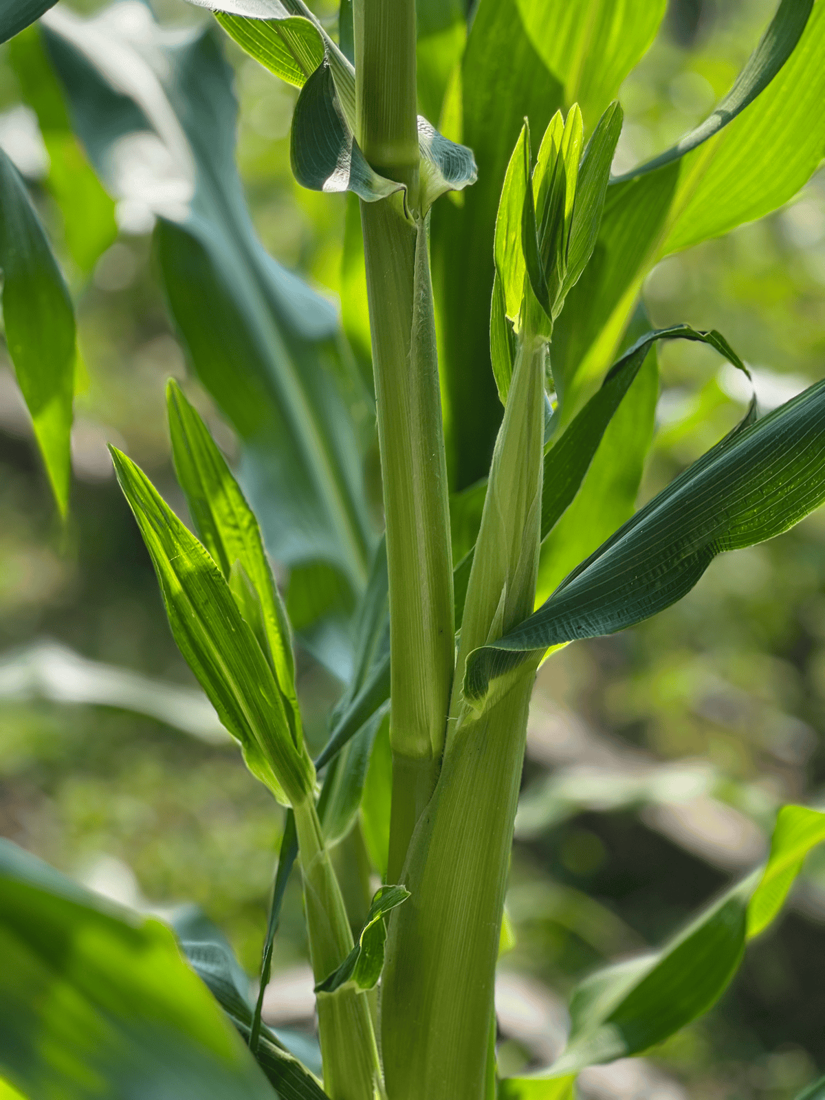 Serendipity corn with 2 cobs growing on one stalk.