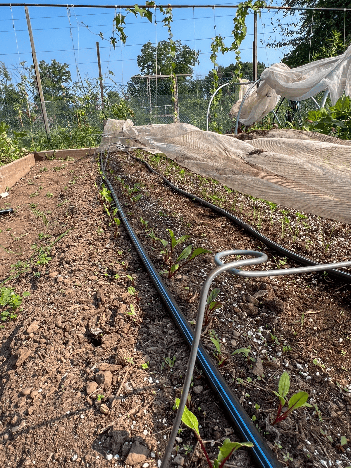 A 9' row of newly transplanted beet seedlings.