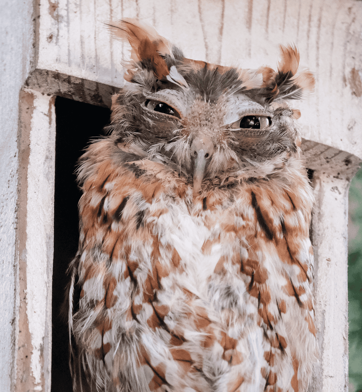 This moulting screech owl is ugly-sweet