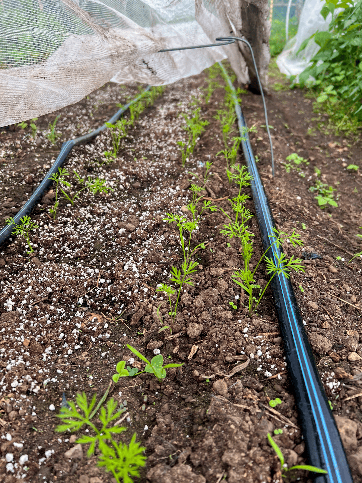 Newly transplanted carrot seedlings.