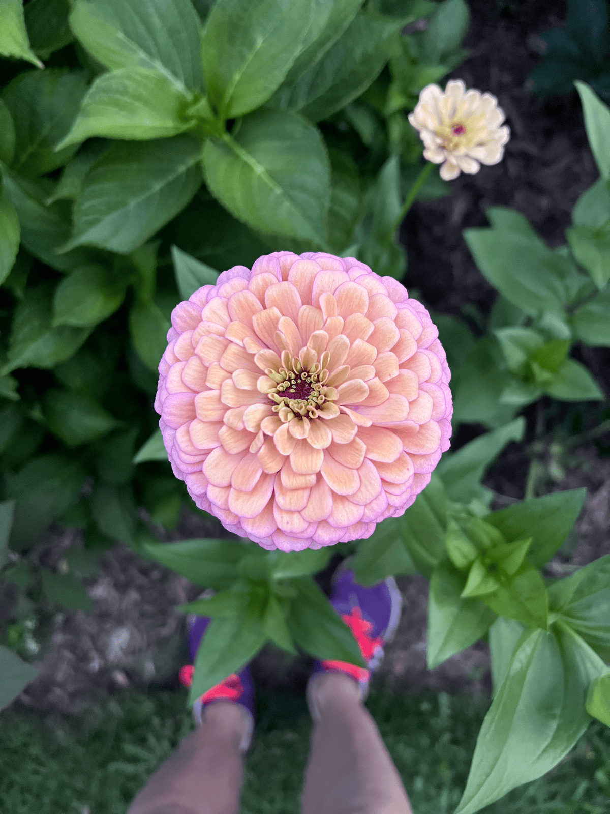 Alpen Glow zinnia showing peach petals with lavender edges and veining.