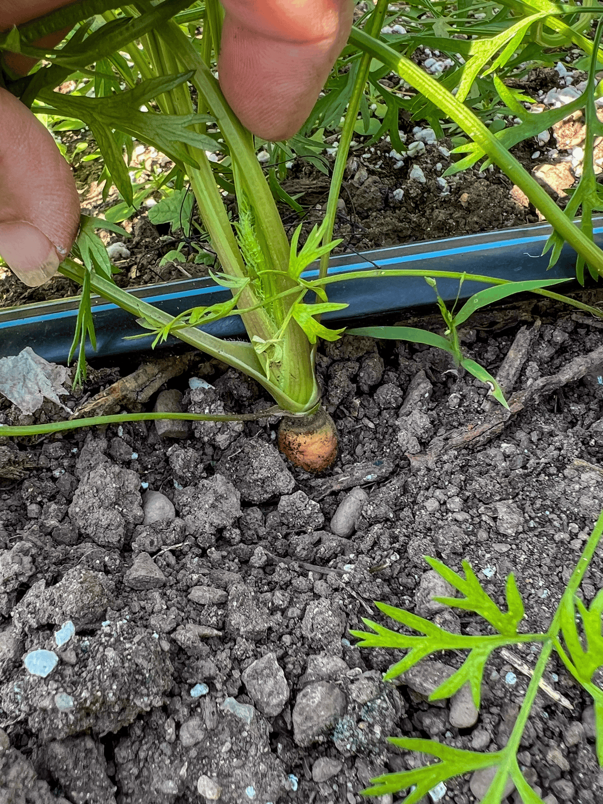 Carrot in garden soil showing the emergency of a carrot after 1 months growth.