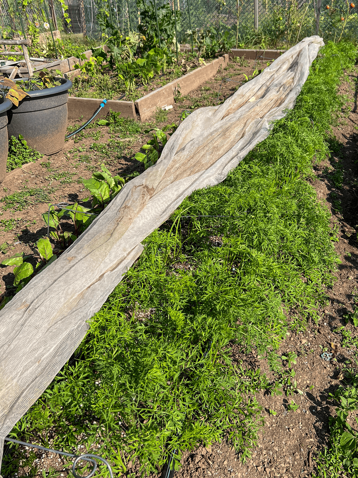 16' long double row of carrots under row cover in garden.