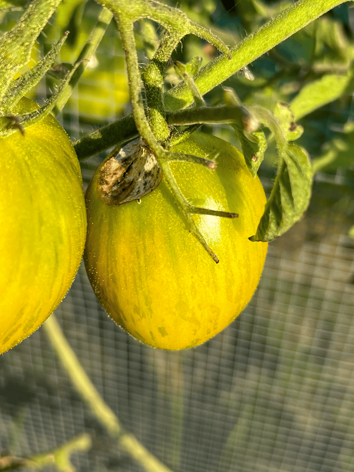 Tobacco hornworm damage on young Purple Zebra tomato in garden.