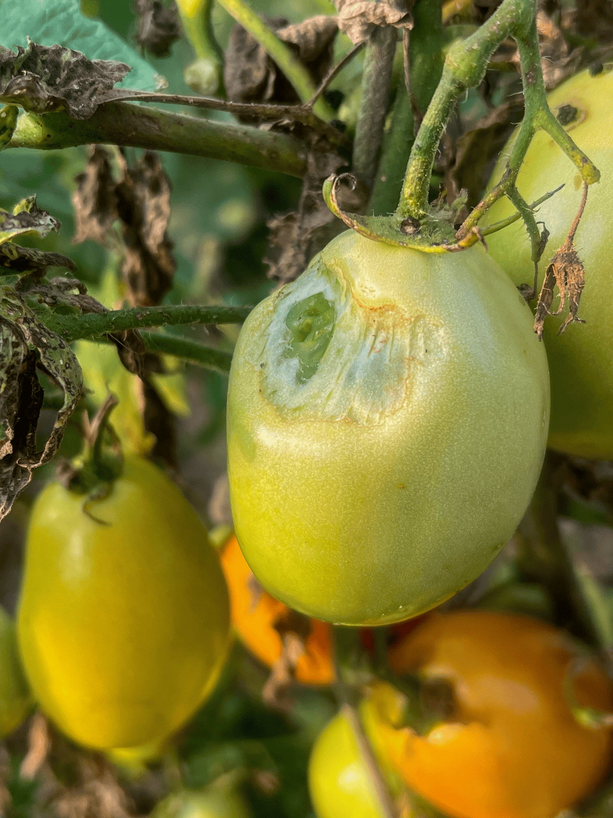 Hornworm damage on paste tomato in garden.