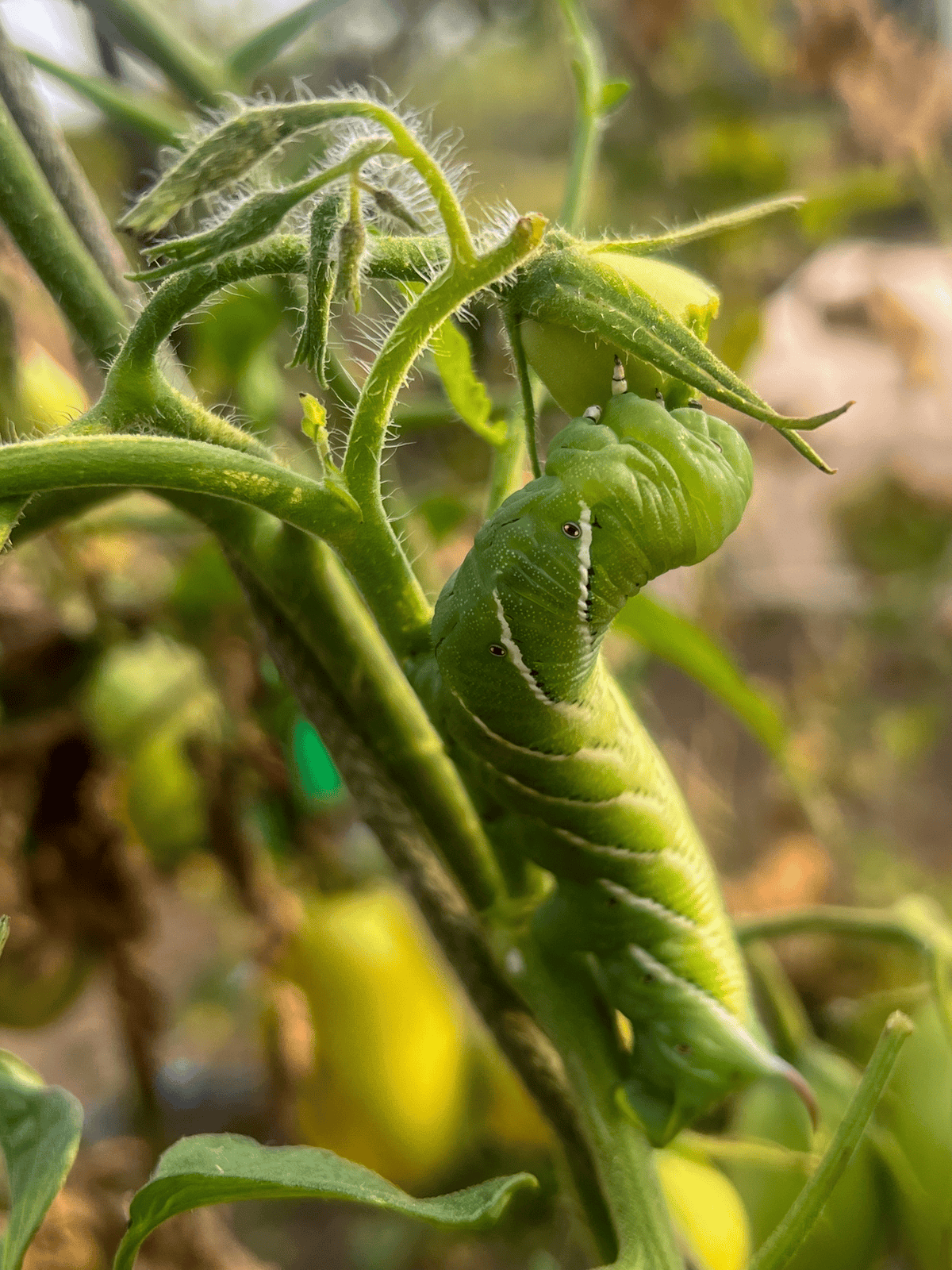 Tobacco hornworm with white and black stripes, eats a green tomato.