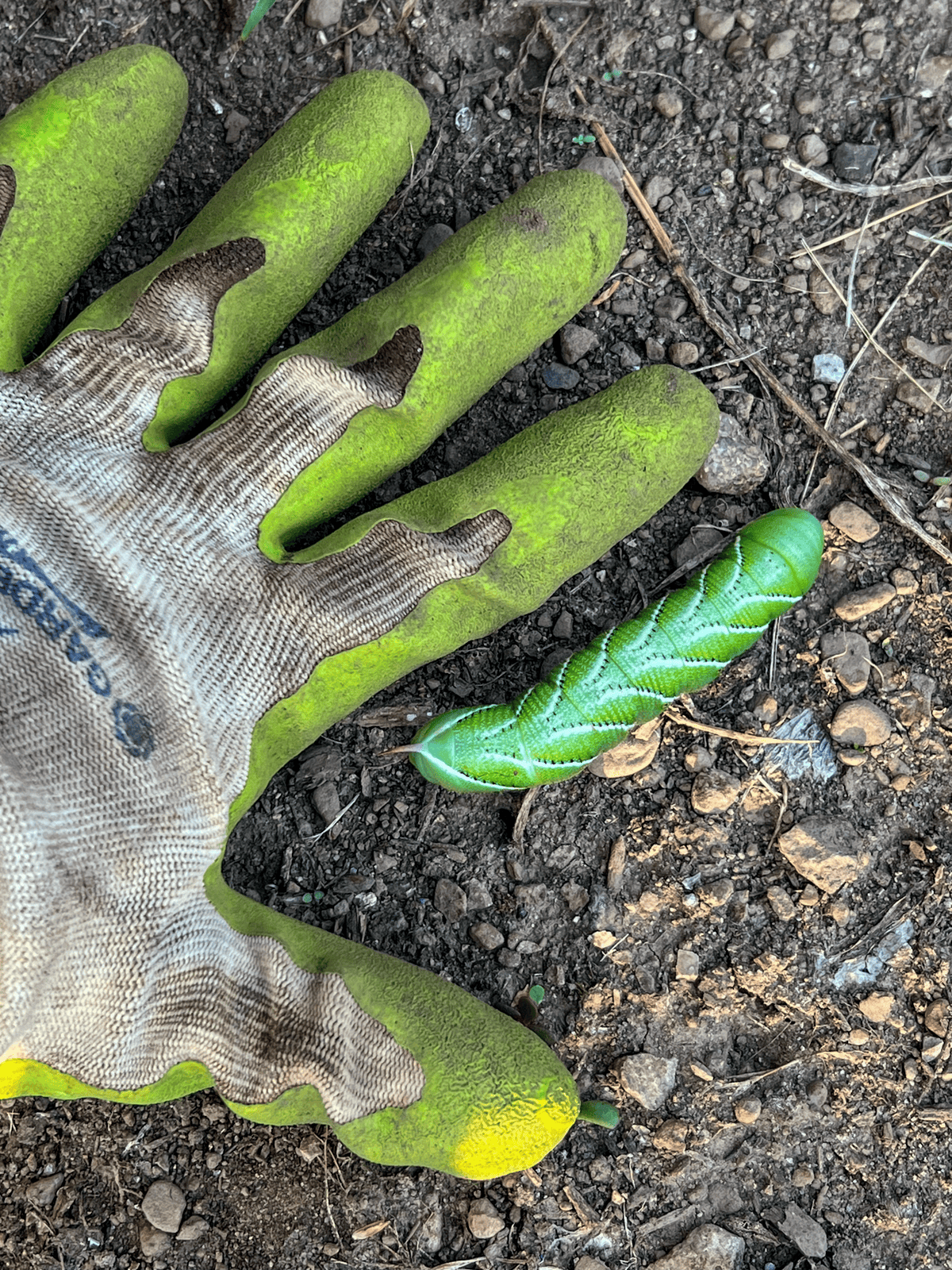 Huge tobacco hornworm next the a gloved, adult hand.