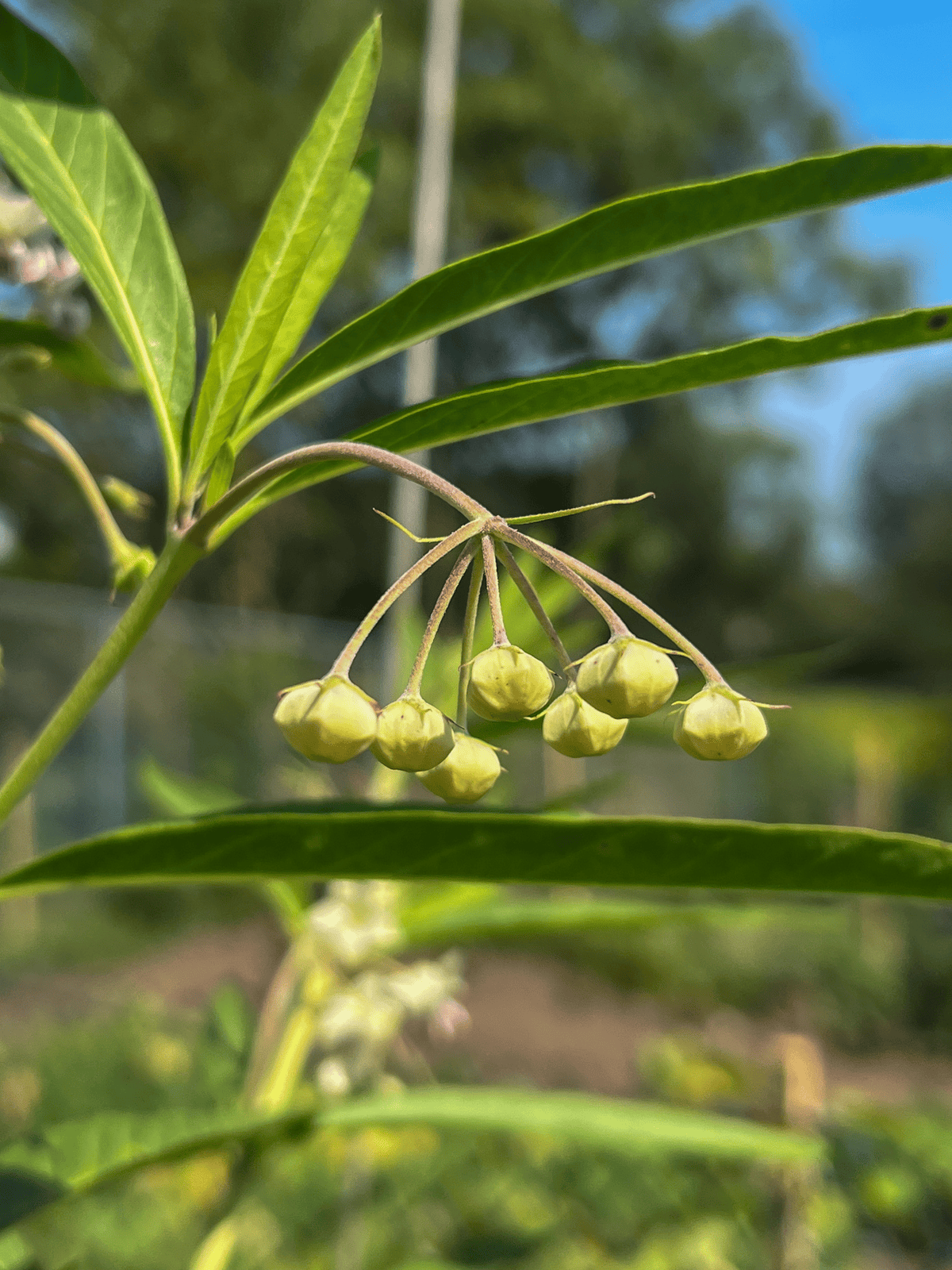 Balloon flower seed pod cluster.