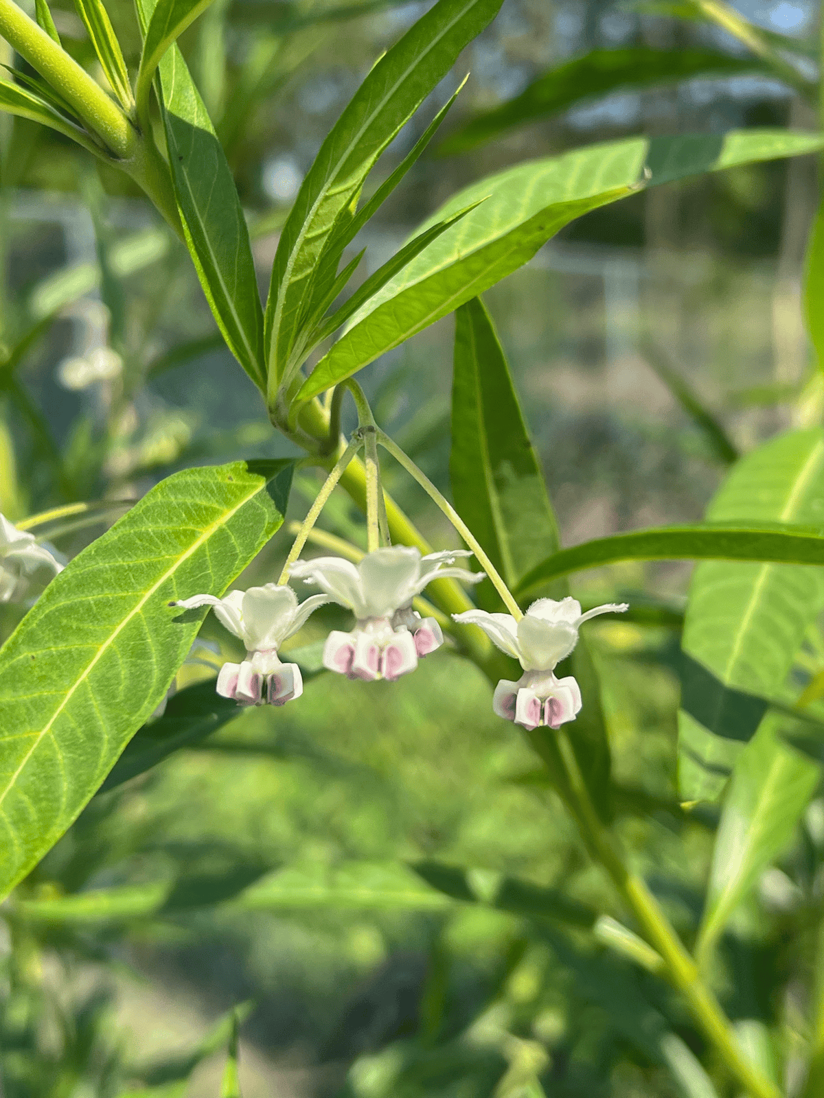 A cluster of dainty white flowers hanging from the stem of a balloon flower plant.