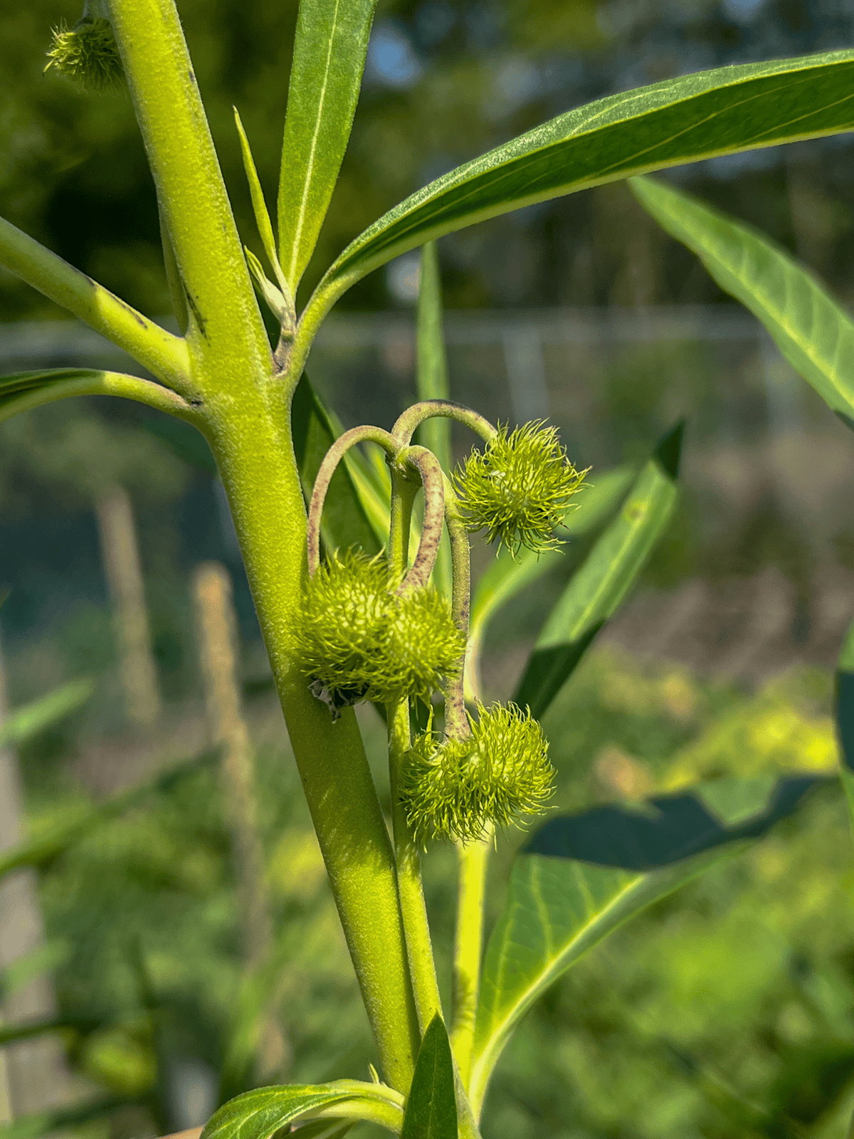 Immature pods on a balloon flower plant covered in green hairs.