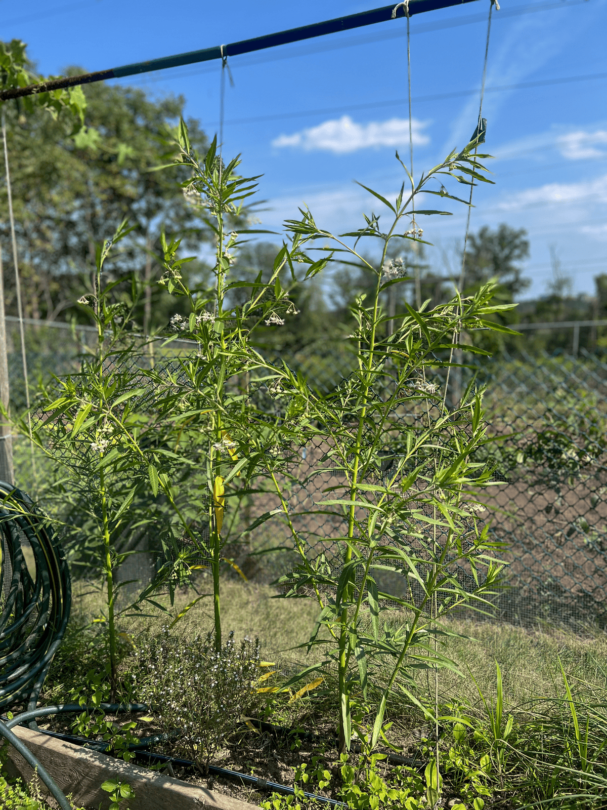 4' high Balloon flower plant growing in garden early August.