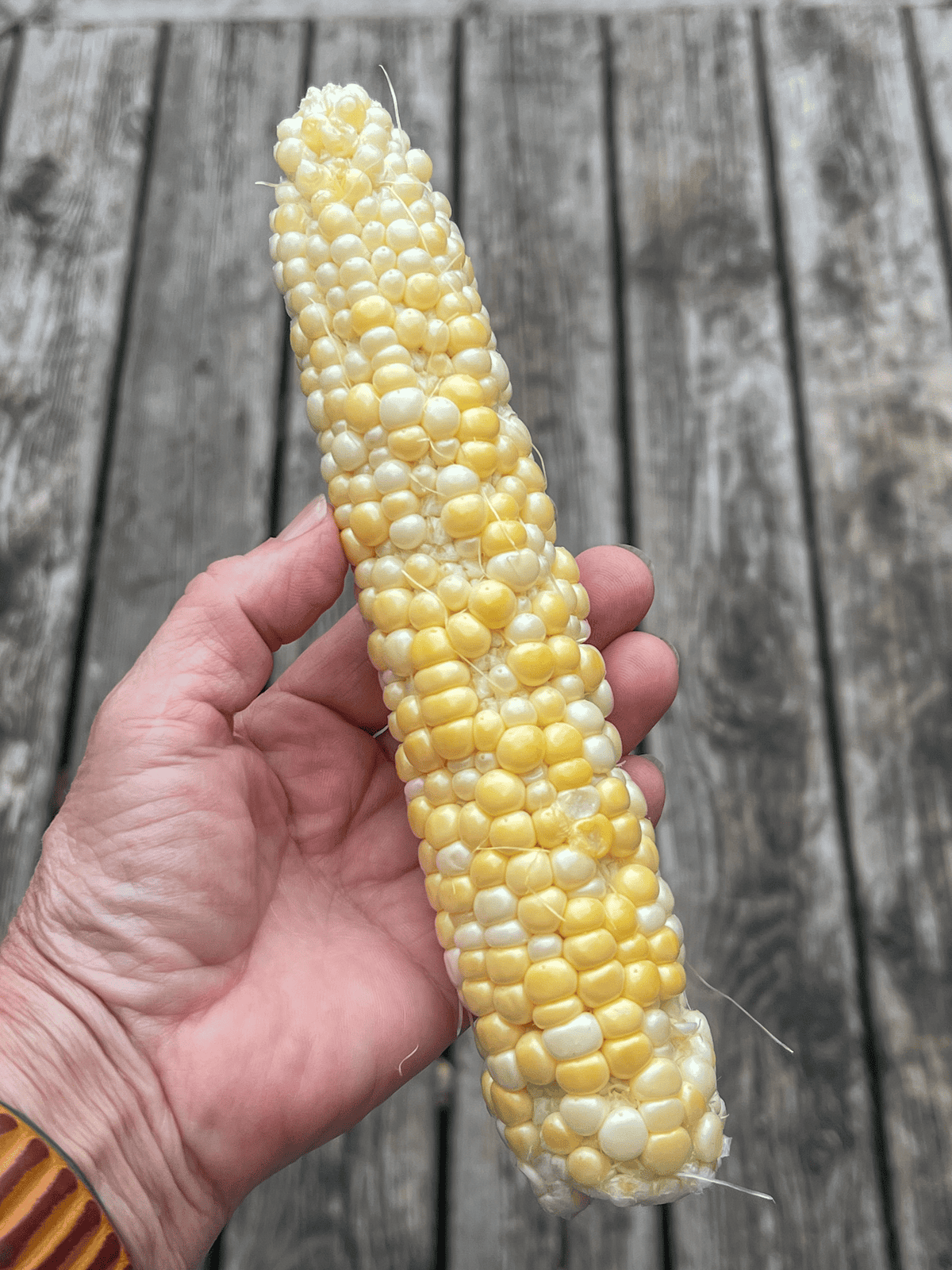 Corn that has incomplete kernels because of poor pollination.