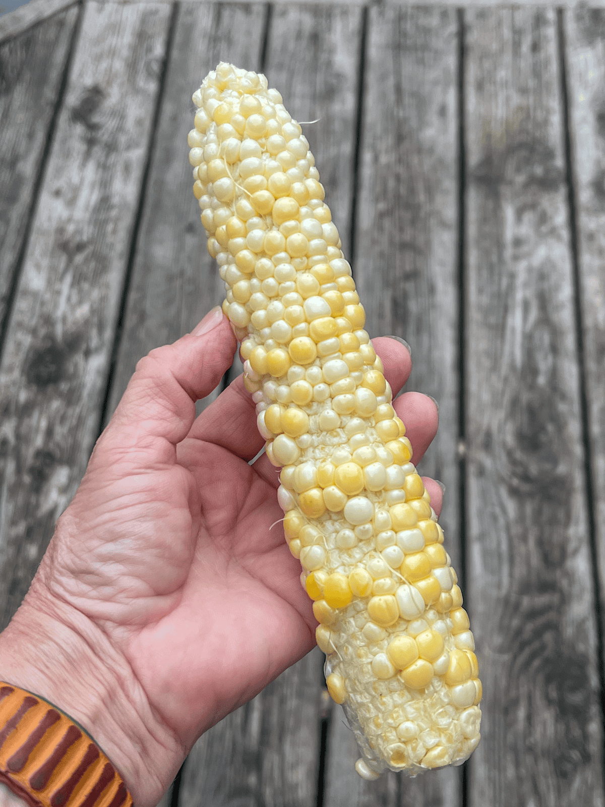 Corn with poor pollination showing haphazard kernels.