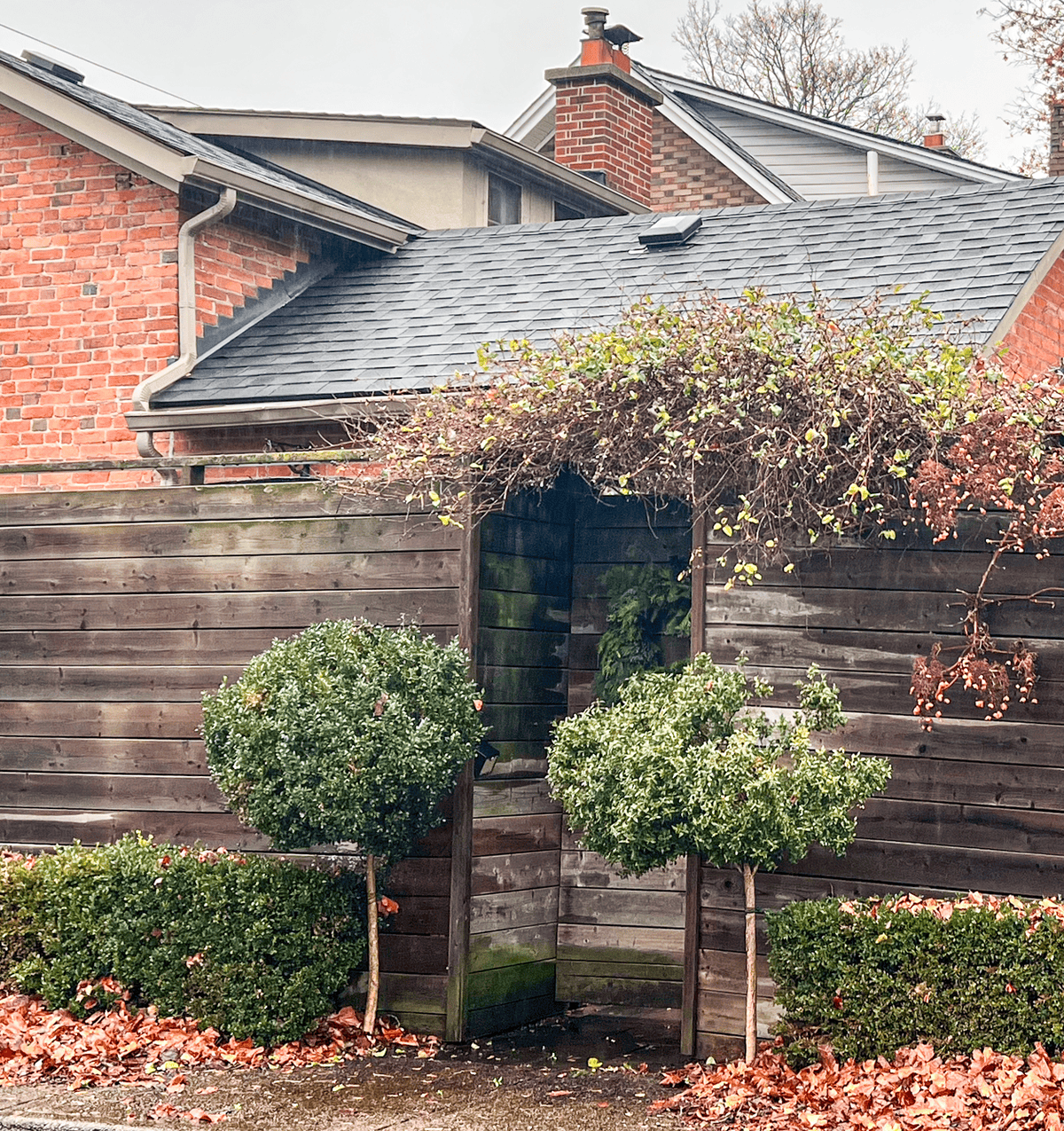 Overgrown boxwood topiaries on either side of gate.