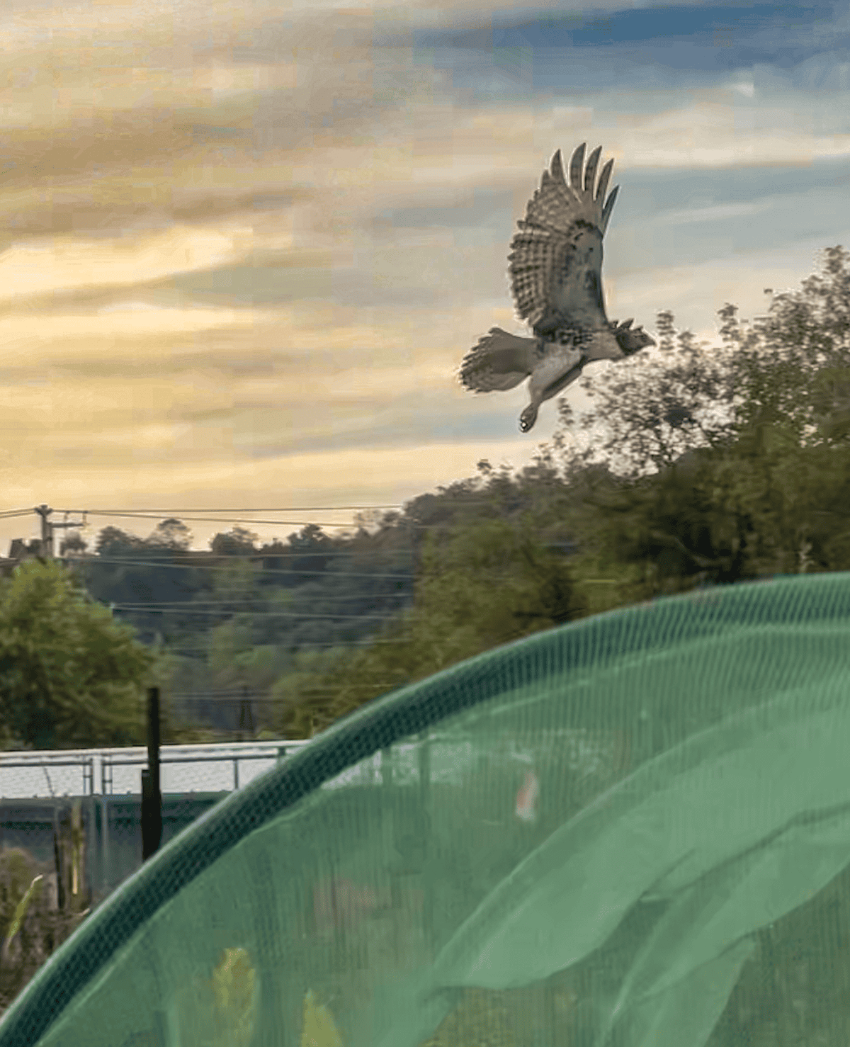 Possibly a broad-winged hawk in Southern Ontario.