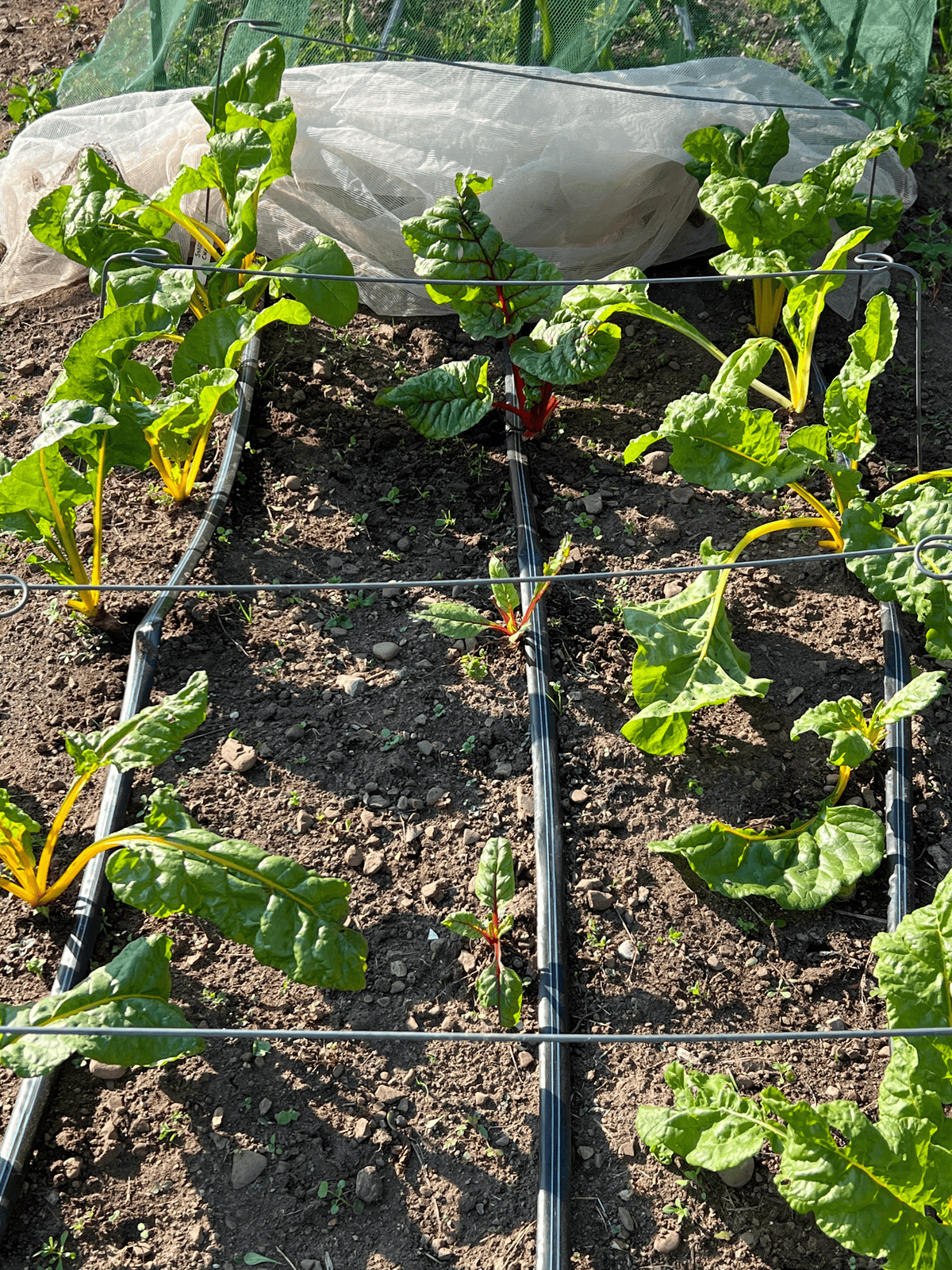 Swiss chard regrowing late summer after being eaten all season by birds.