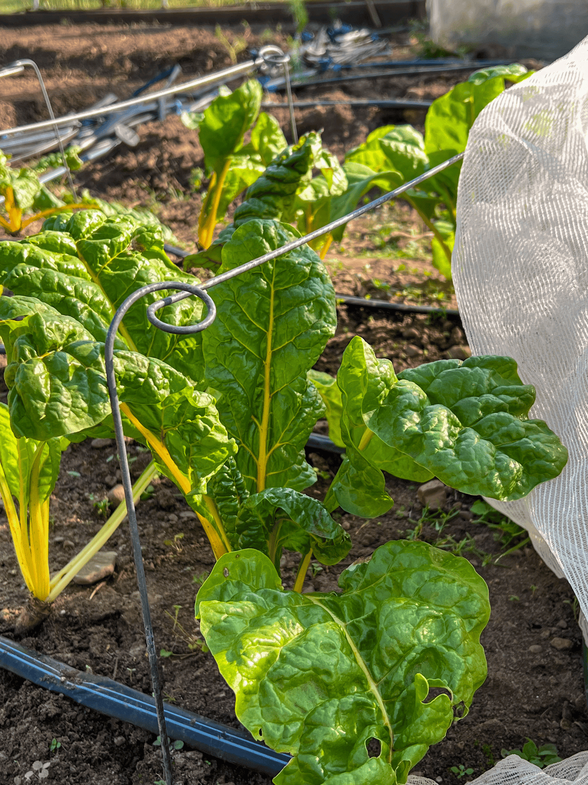 Swiss chard growing with insect netting.