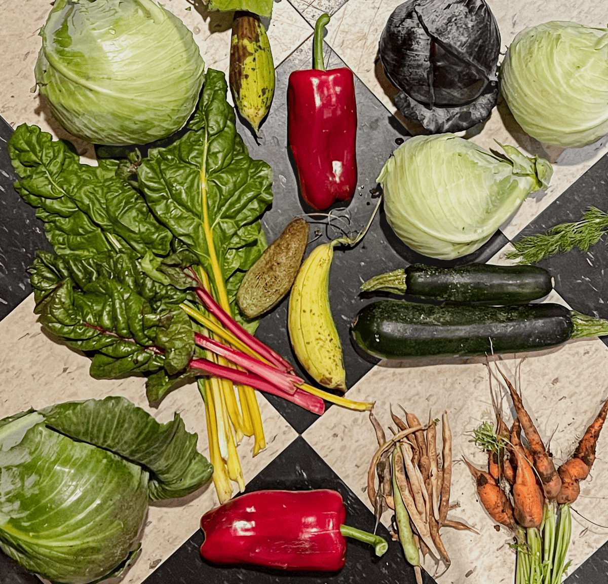 Late fall harvest of swiss chard, luffah, zucchini, beans, red peppers, cabbage and carrots on a black and white tile flor.