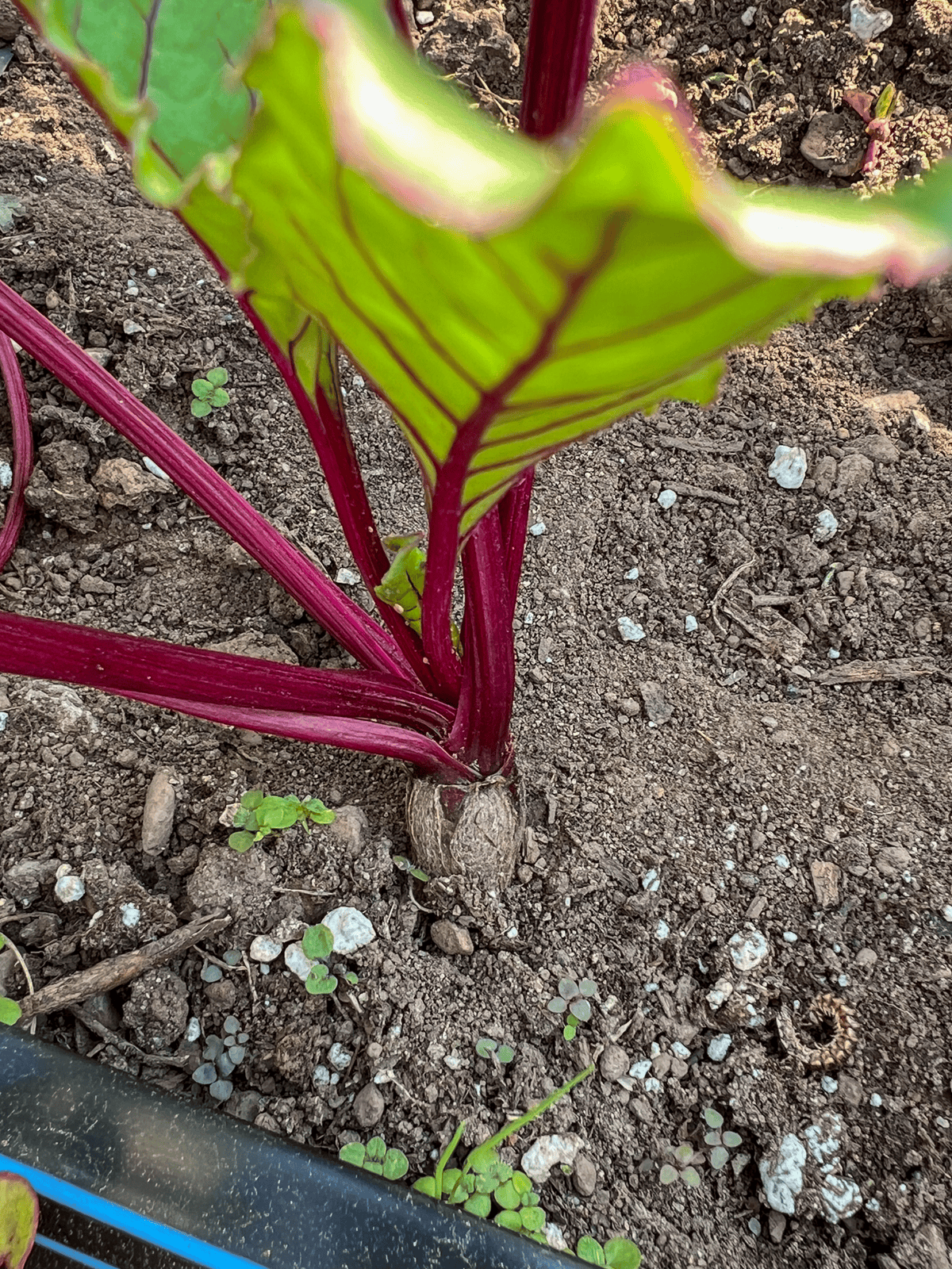 Young beet in soil just starting to bulb up.